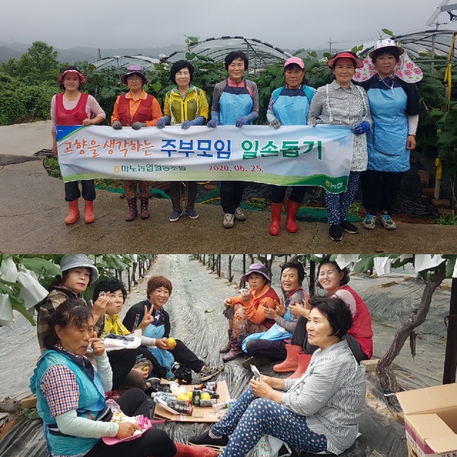 마도고향주부모임 일손돕기 대표 이미지